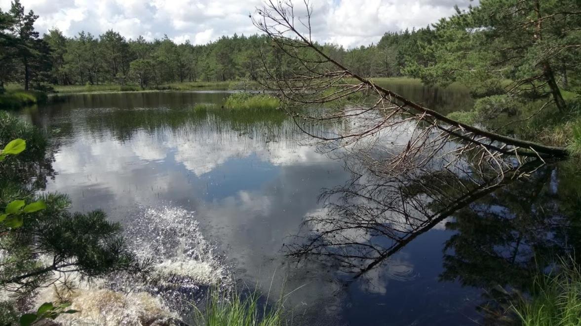 Ostoja Sosnowa Czarny Mlyn, Kompleks Dwoch Nowych Domkow Exterior foto
